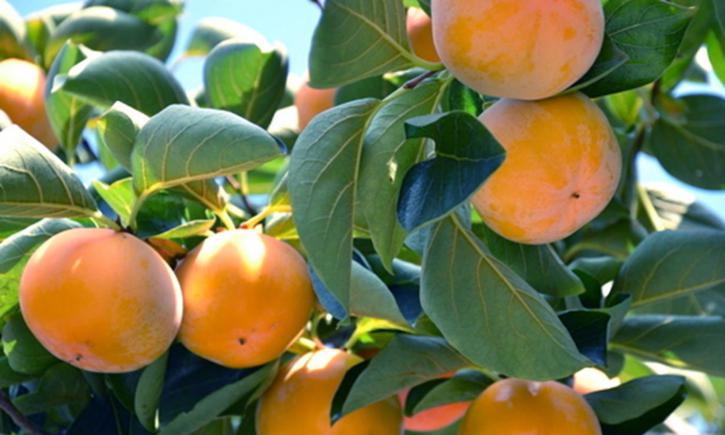 记忆里的美味,裹着岁月的甜与涩