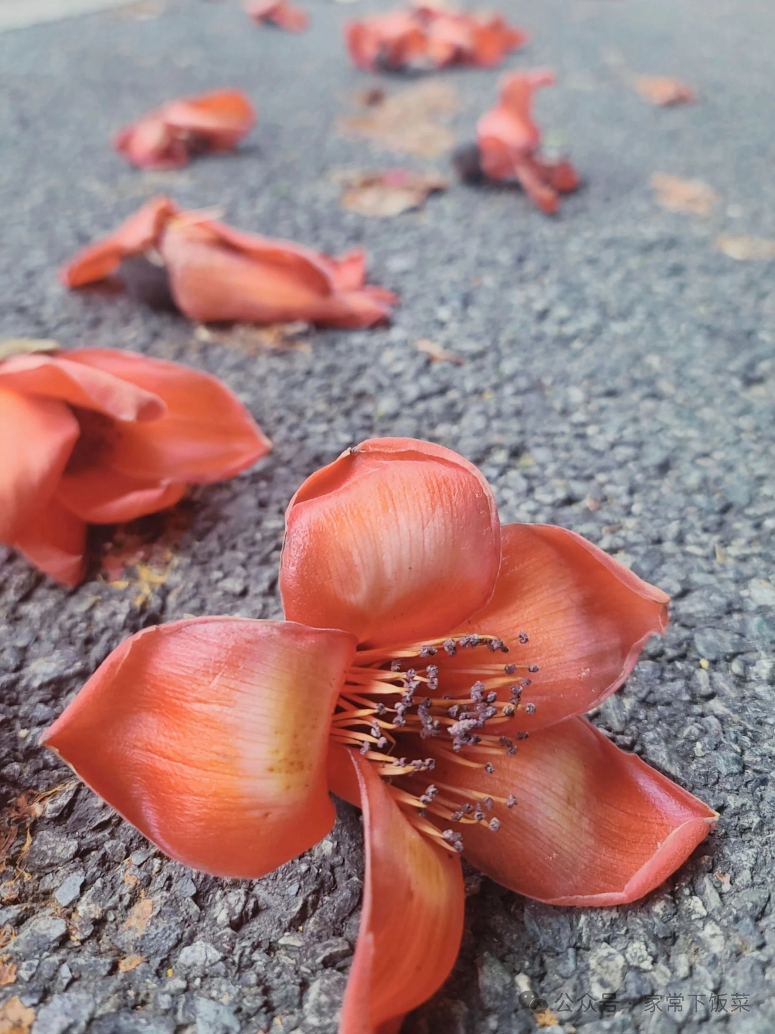 广东人春天必备的食材木棉花