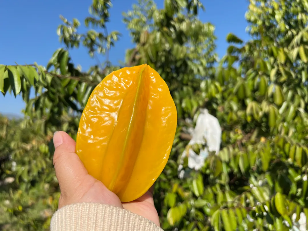 云南有机杨桃,皮薄肉厚,果脆汁多酸甜可口基地新鲜直发