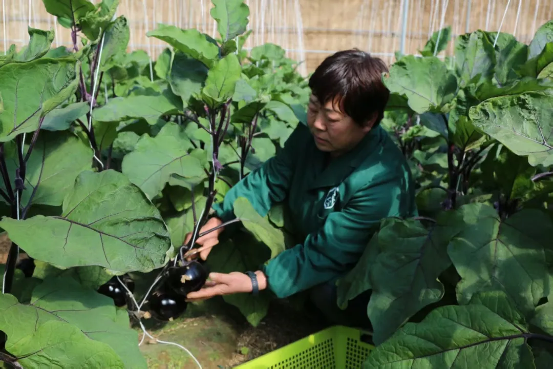 定兴一座有机农庄的京津“鲜”行记