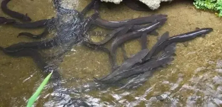 新西兰米级鳗鱼泛滥,美味佳肴随处可见,为何当地没人去吃?