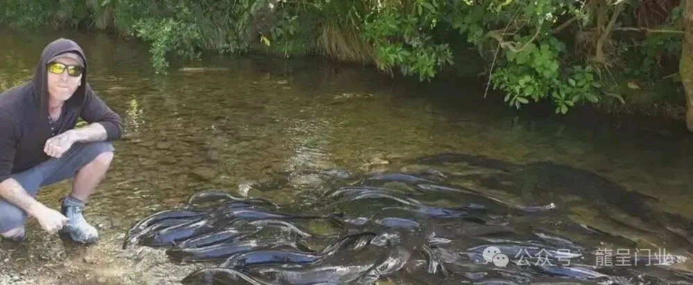 新西兰米级鳗鱼泛滥,美味佳肴随处可见,为何当地没人去吃?