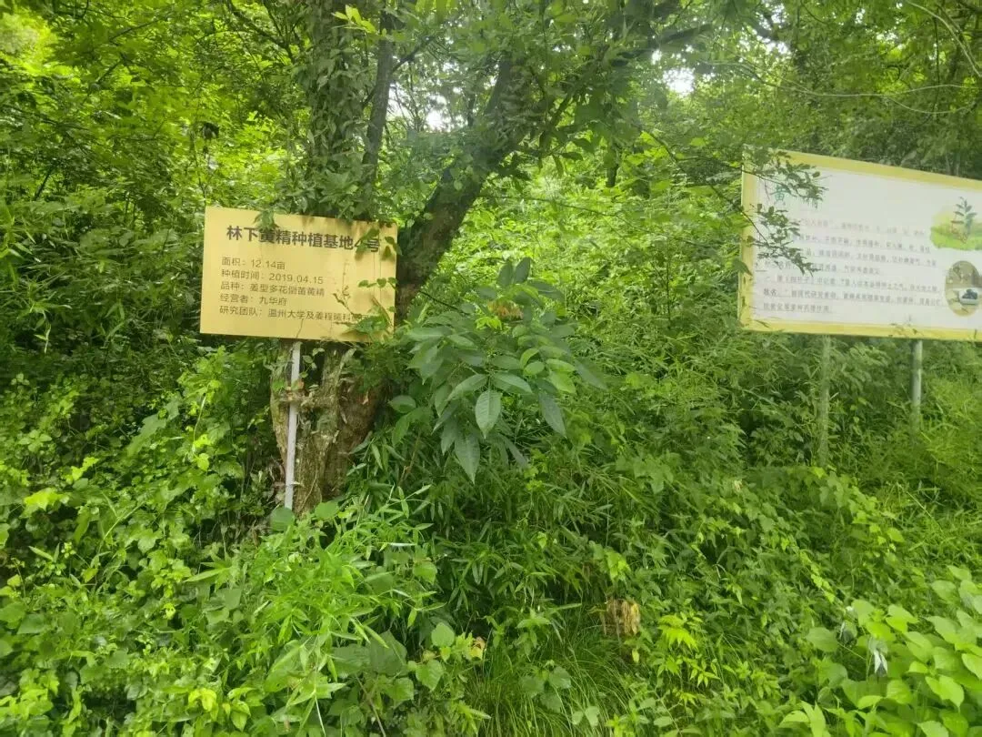 慈悲草:九华山有机黄精茶——以慈悲为怀,滋养身体,安顿心灵~