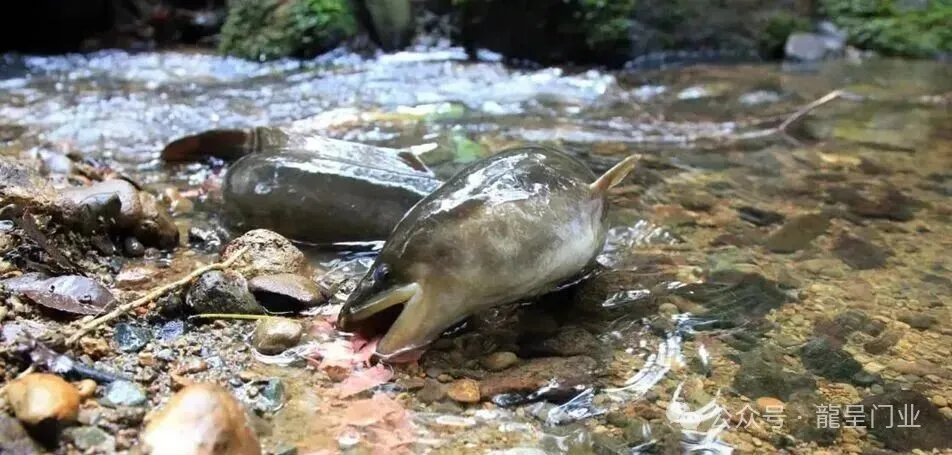 新西兰米级鳗鱼泛滥,美味佳肴随处可见,为何当地没人去吃?
