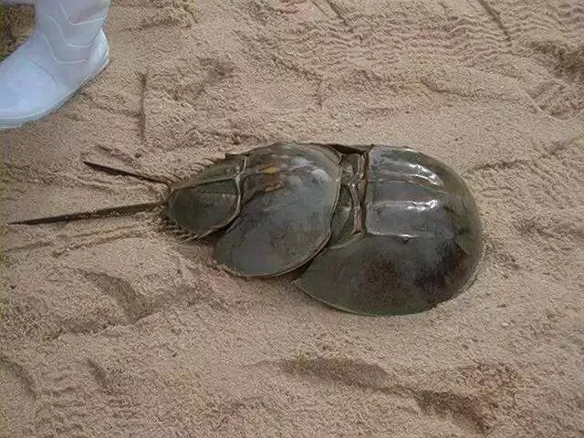 汕头觅食记之唇齿间的百年潮味