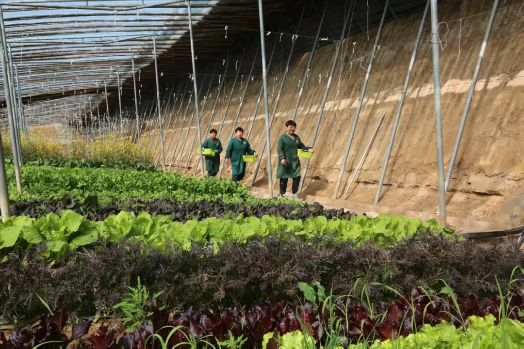 定兴一座有机农庄的京津“鲜”行记