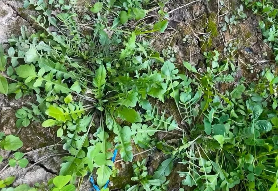 荠菜是早春常见的美味野菜