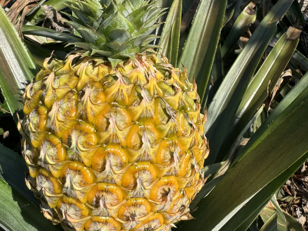 海南芒果凤梨,凤梨界的“新卷王”来了!