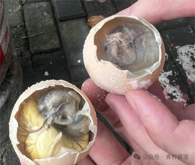 福建的6种另类美食,黑暗料理界的天花板