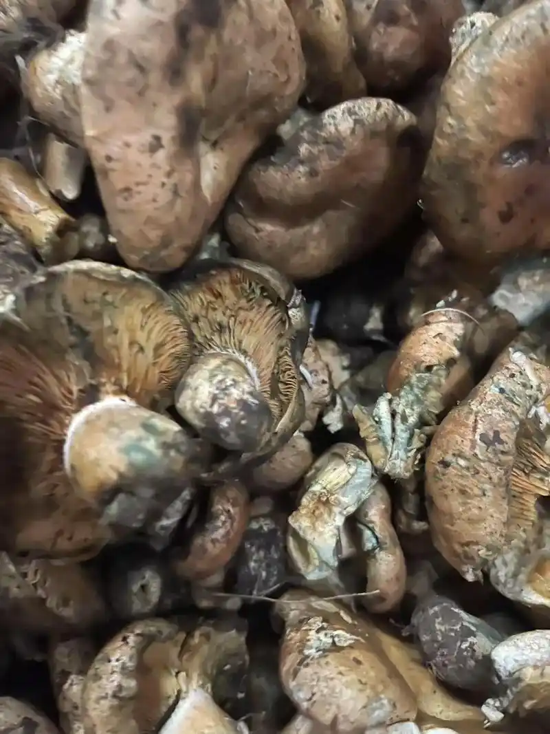 当餐特色与地方食材类