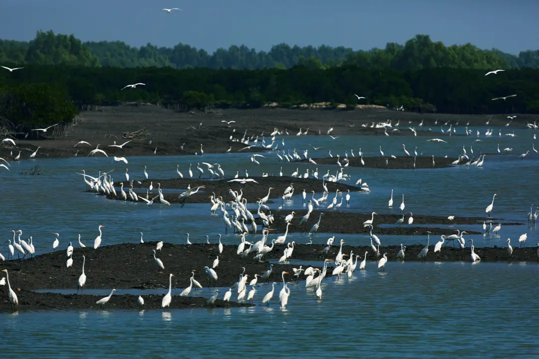 去湛江吃年例,触摸港城的烟火与诗意