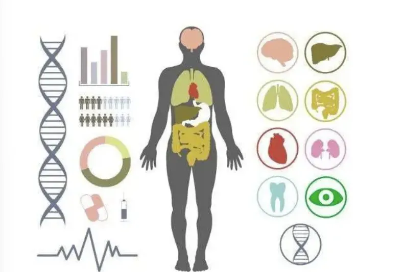 饮食调理的时间规律与代谢适应过程