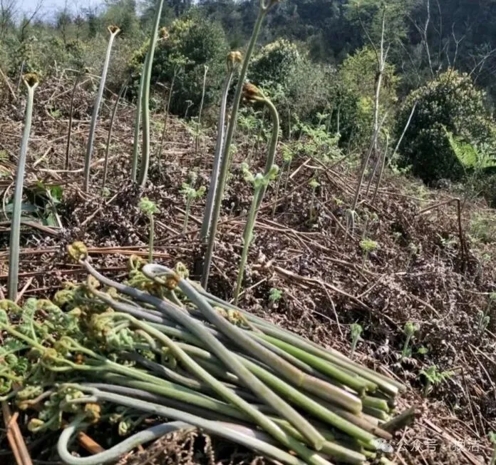 春山藏野味：又到了掐蕨菜的季节，这口山野鲜谁能拒绝
