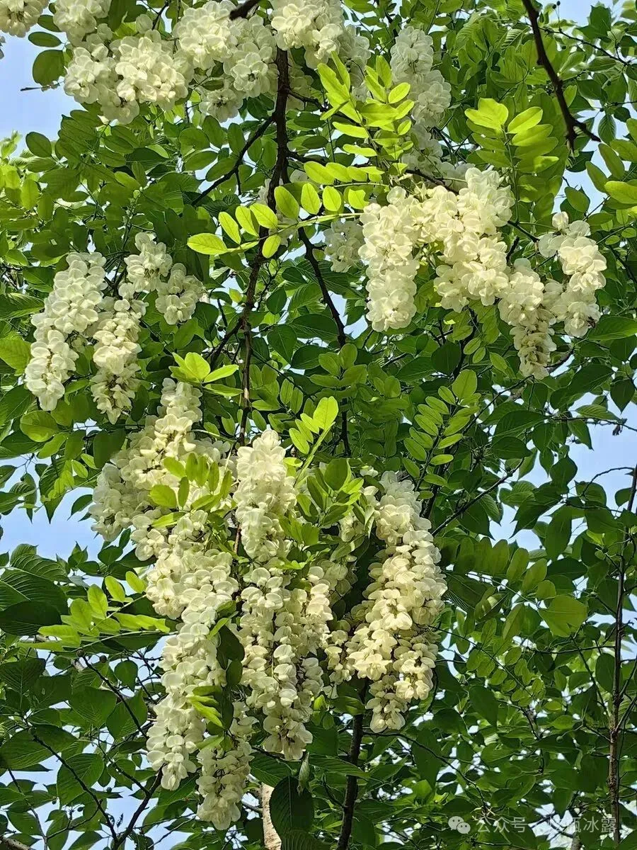 洋槐花做的时令菜品在你们老家也吃吗?