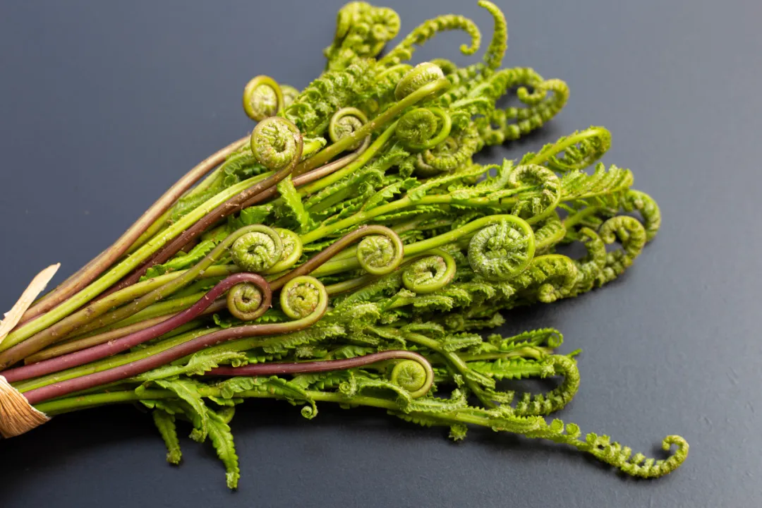 春鲜入馔正当时!浙江这6种常见春季野菜科学食用全攻略