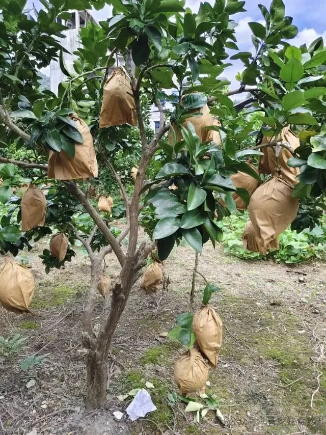 这份高膳食纤维食物清单，照着吃给肠道“减负”