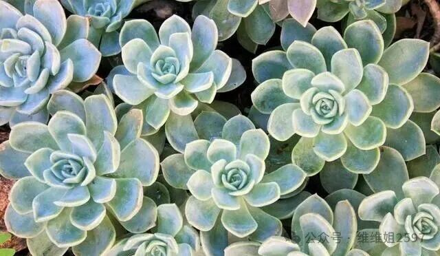 4种“美食肉”味鲜肉美,春季吃一点,有助身体健康