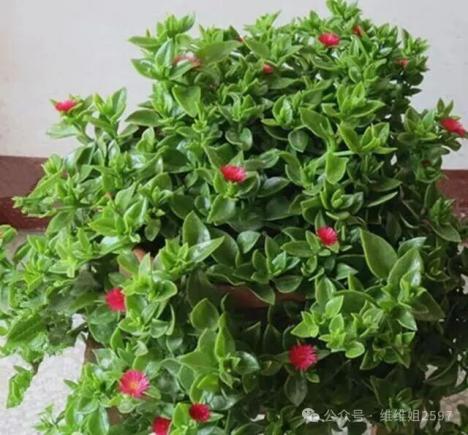 4种“美食肉”味鲜肉美,春季吃一点,有助身体健康