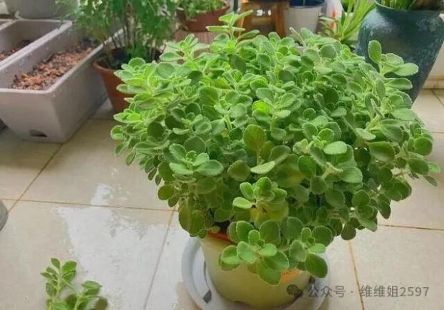 4种“美食肉”味鲜肉美,春季吃一点,有助身体健康