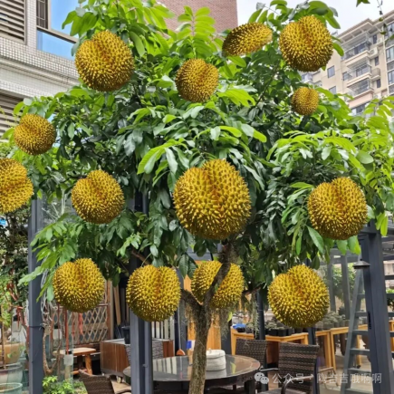 头一次感受到榴莲的杀伤力，果肉做美食、果核种盆栽、壳子做装饰