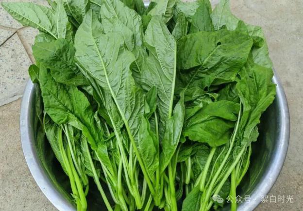 夏日不可错过的美食，凉拌野苋菜！