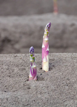 品质超群 紫色有机芦笋 生吃脆甜 富含氨基酸 令人赞不绝口