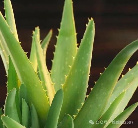 4种“美食肉”味鲜肉美,春季吃一点,有助身体健康