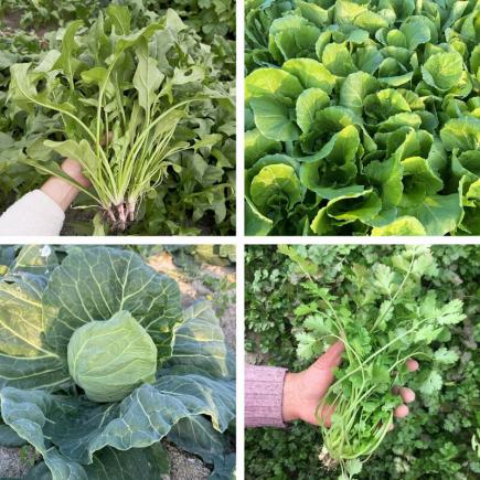 餐饮市场当季食材与热卖品