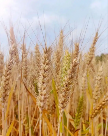 小麦作为人类文明的重要基石，也是中国人最主要的粮食