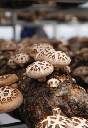 香菇作为中国传统的"山珍"之一，是蕴含丰富营养与多种生物活性物质的健康食材