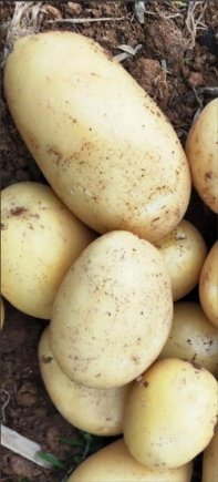 原来土豆的营养价值这么高