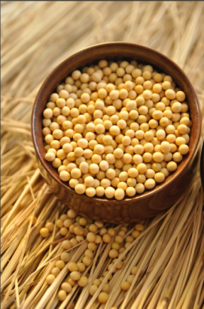 大豆的功效与作用