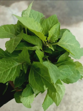 白花菜(Cleome gynandra L.)是一种兼具药用与食用价值的特色蔬菜