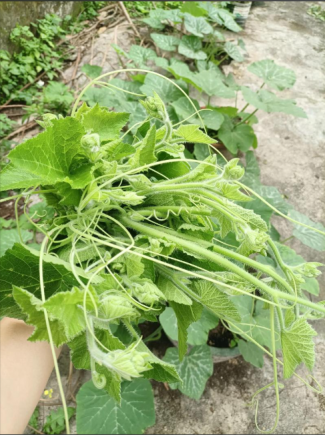 南瓜苗清脆爽口，比南瓜好吃