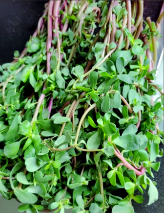 马齿苋作为一种营养丰富的药食同源植物，被誉为"长寿菜"