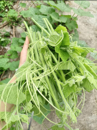 南瓜苗清脆爽口，比南瓜好吃