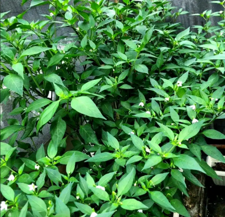 在餐桌上，辣椒可能是配角，但是辣椒叶在广东人眼里却是主角