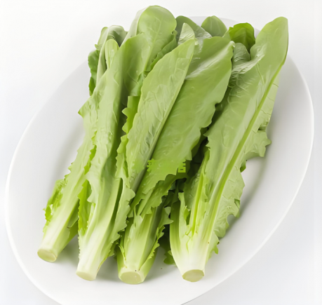 油麦菜又称"凤尾菜"或"苦苣"