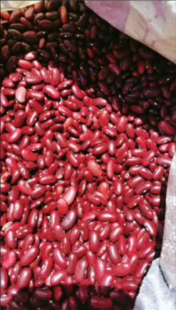 红豆又名相思豆