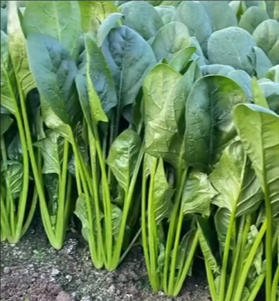 大力水手吃的菠菜，还有着营养作用