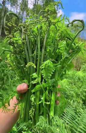 蕨菜又称"龙头菜"、"如意菜"