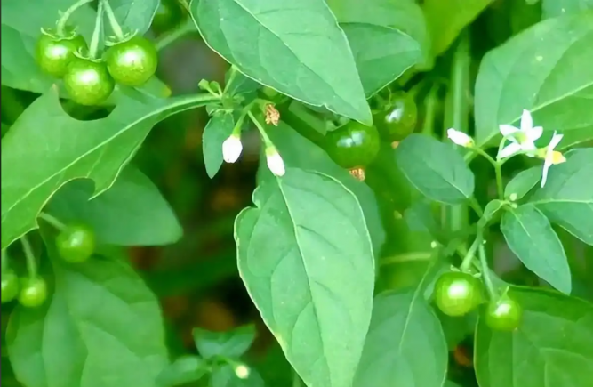白花菜(Cleome gynandra L.)是一种兼具药用与食用价值的特色蔬菜