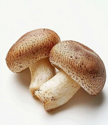 香菇作为中国传统的"山珍"之一，是蕴含丰富营养与多种生物活性物质的健康食材