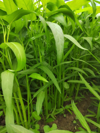 空心菜，学名紫色空心菜（Ipomoea aquatica），又称通心菜、藤藤菜