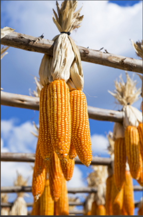 玉米作为全球三大主粮之一，兼具主食、饲料和工业原料的多重用途