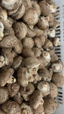 香菇作为中国传统的"山珍"之一，是蕴含丰富营养与多种生物活性物质的健康食材