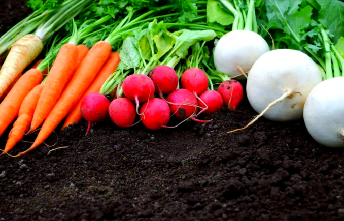 萝卜作为中国传统的药食同源蔬菜，享有"秋冬小人参"的美誉。