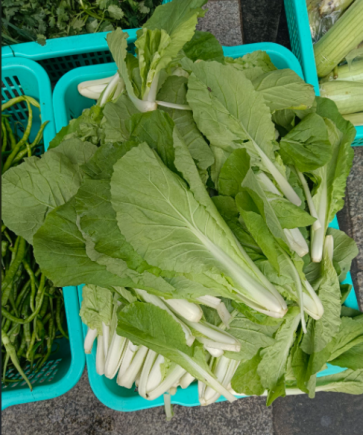 小白菜，又称青菜、油白菜、胶菜