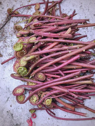 蕨菜又称"龙头菜"、"如意菜"