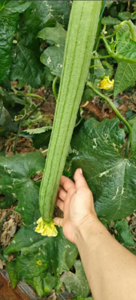 丝瓜，又称水瓜、天罗瓜或菜瓜，是一种夏季常见且营养丰富的蔬菜。